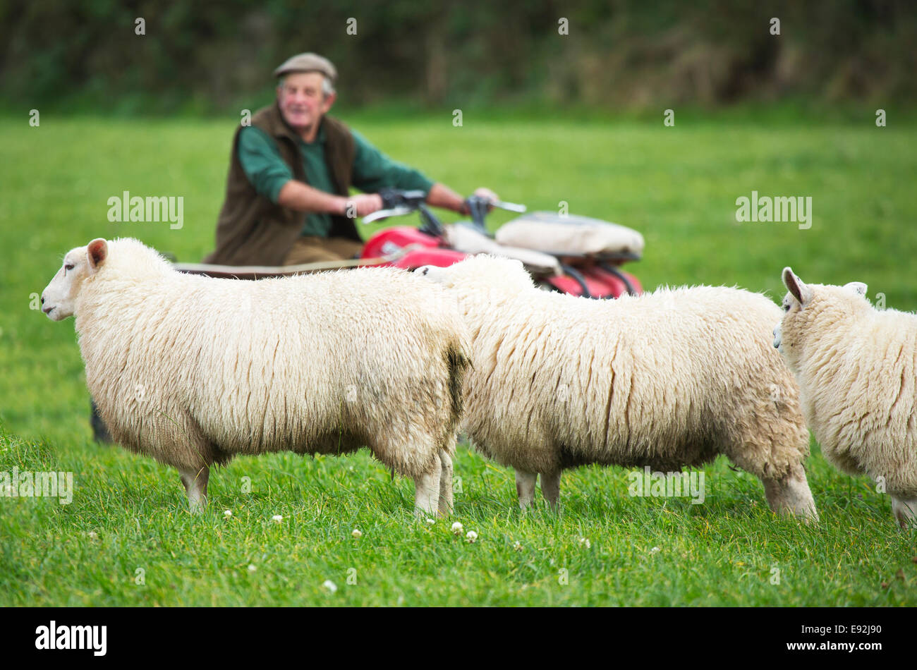 Un Shepard en su quad cuidaba su rebaño de ovejas Lleyn Foto de stock
