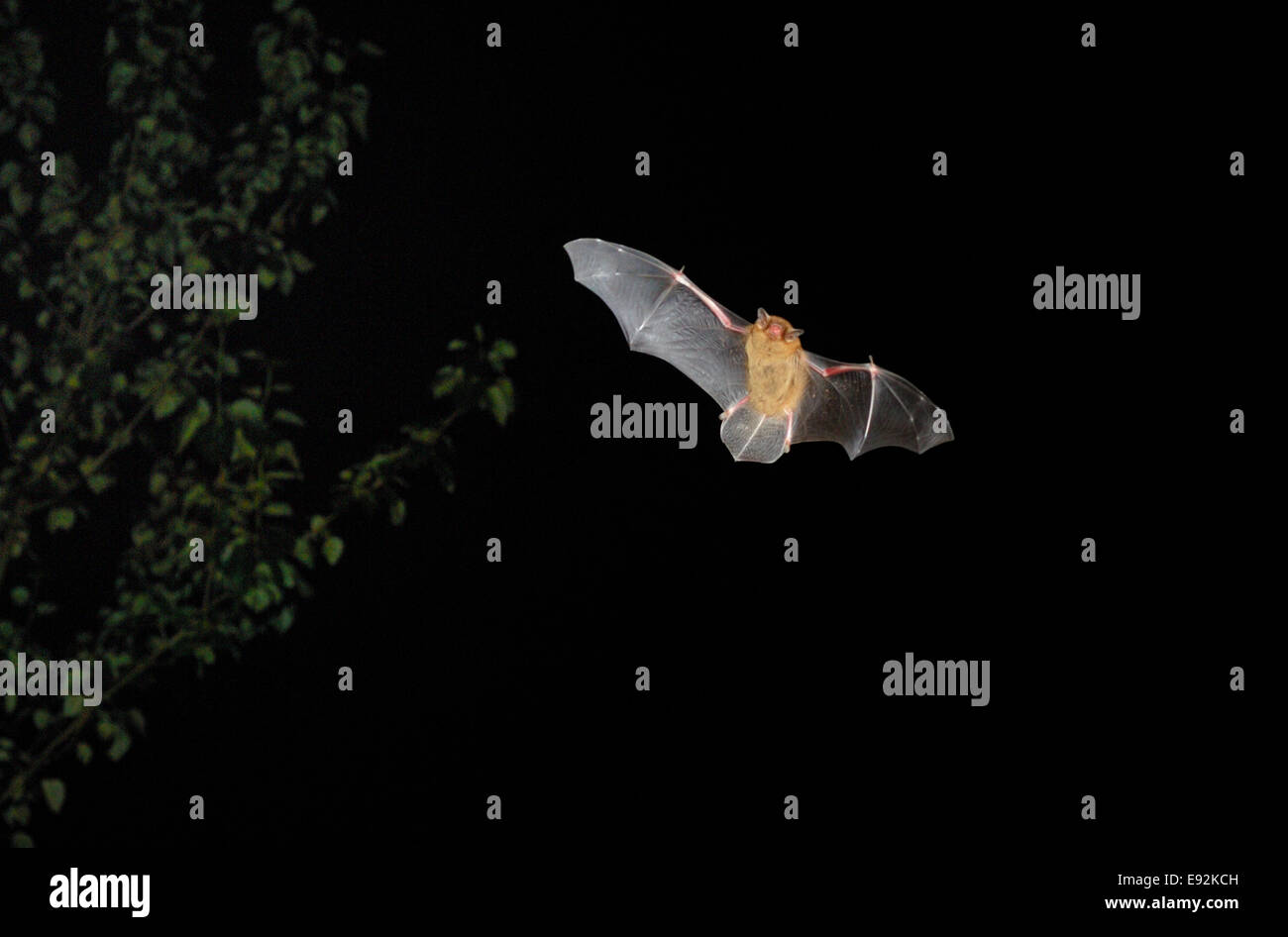 Bat Pipistrelle común - Pipistrellus pipistrellus Foto de stock