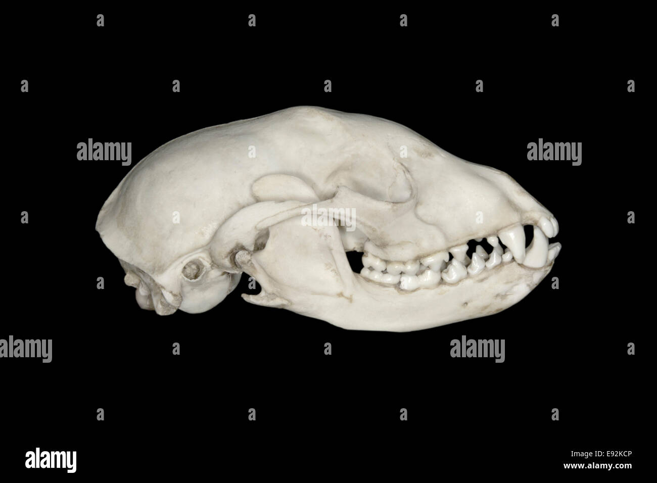 Cráneo - Perro Canis lupus familiaris Foto de stock