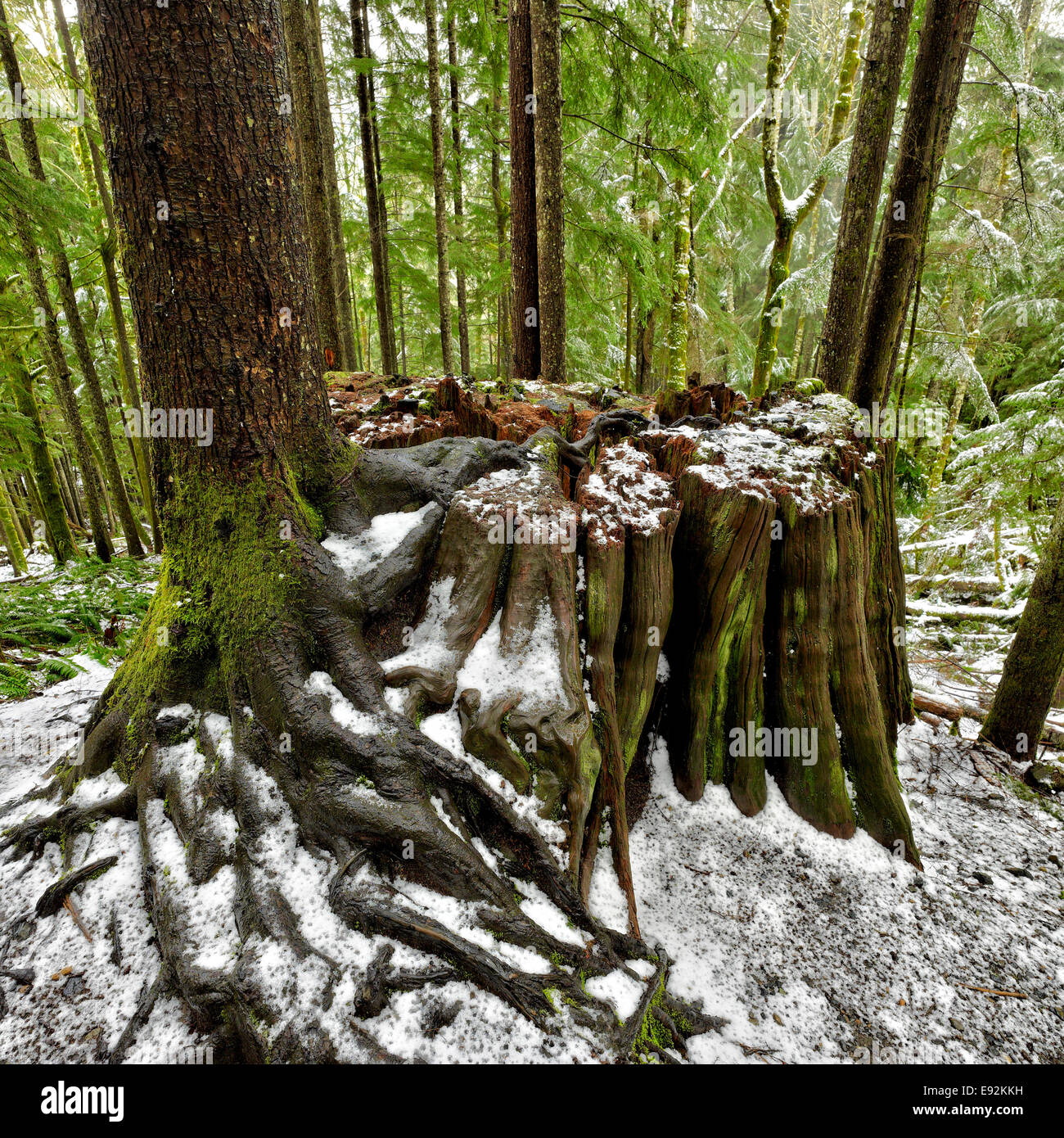 Cicuta árbol crece en la parte superior de un tronco de cedro en las Montañas Cascade Foto de stock