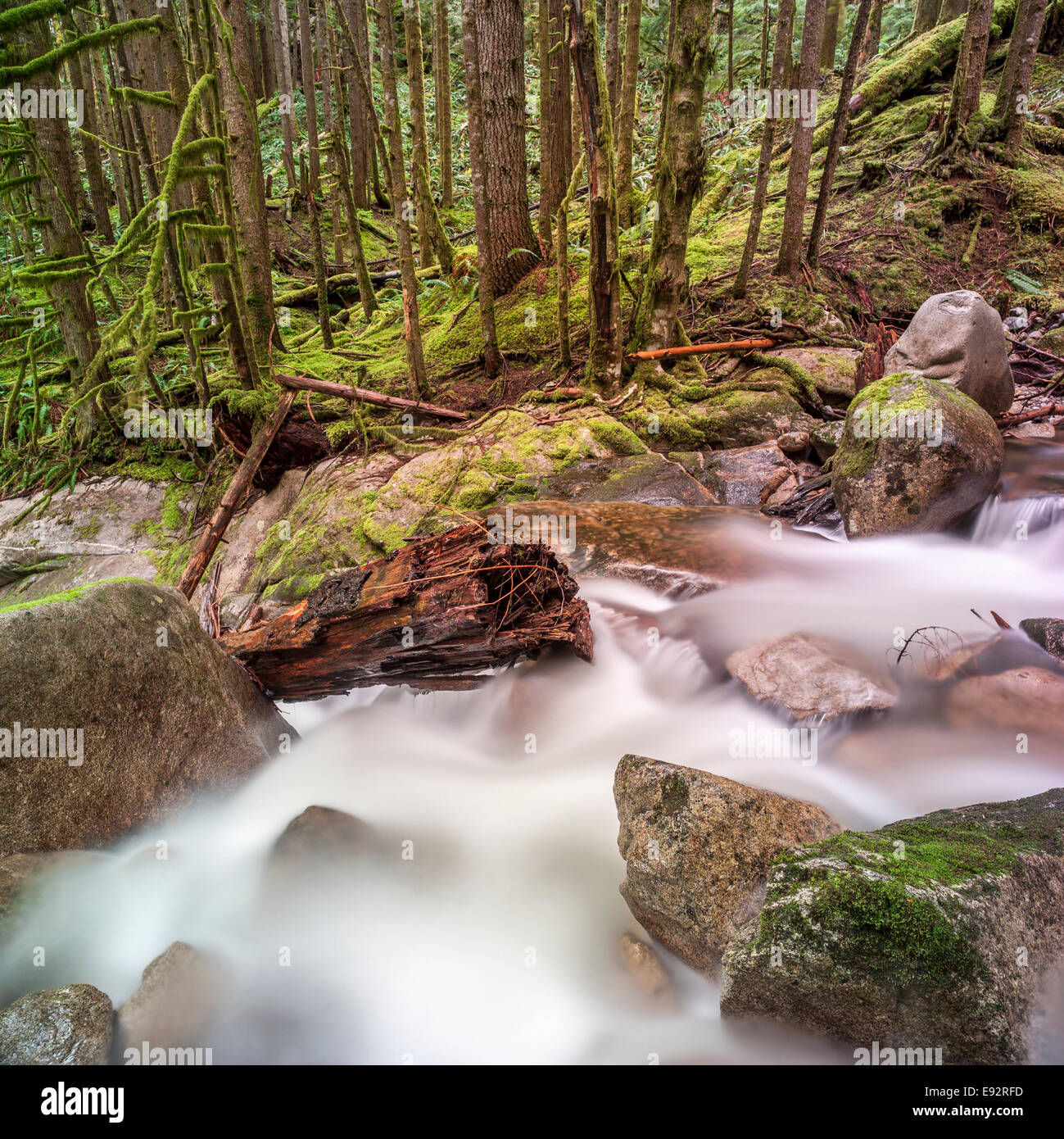 Un arroyo de montaña se apresura hacia abajo a través del bosque de musgo verde Foto de stock