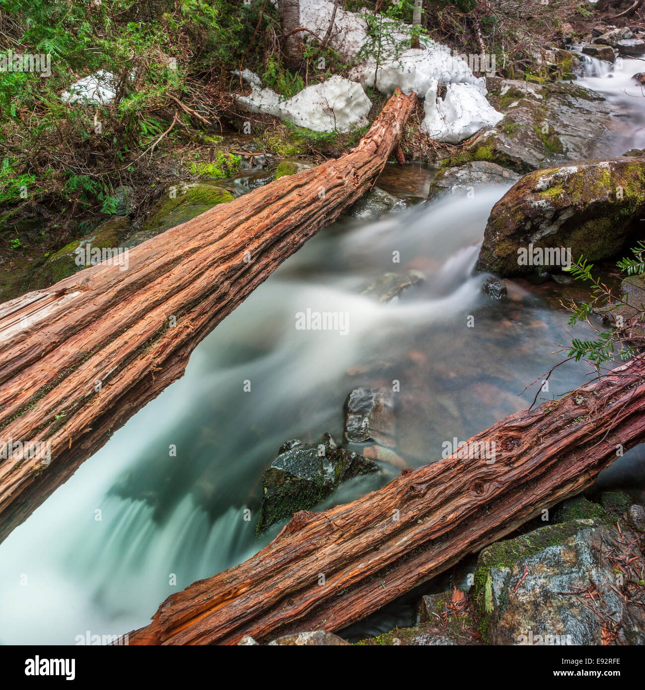Árboles de cedro, forma un puente sobre un arroyo de montaña precipitándose Foto de stock