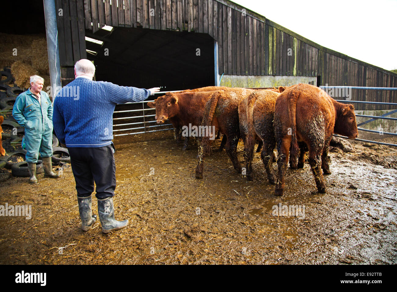 Un agricultor y un carnicero mirar por encima algún premio South Devon Ganado vacuno Foto de stock