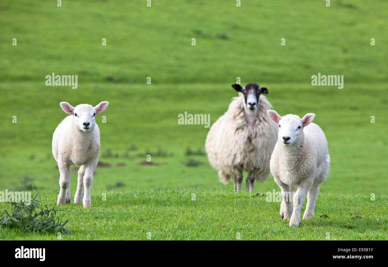 Oveja con dos corderos, Inglaterra, Reino Unido. Foto de stock