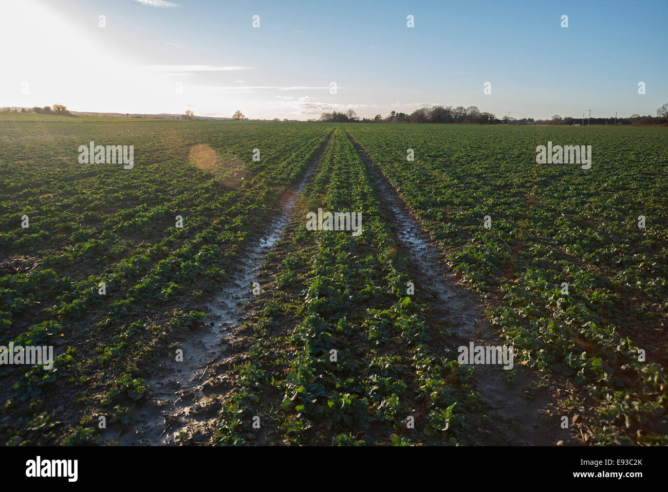 Gran campo de cultivos en tarde en Kent Foto de stock