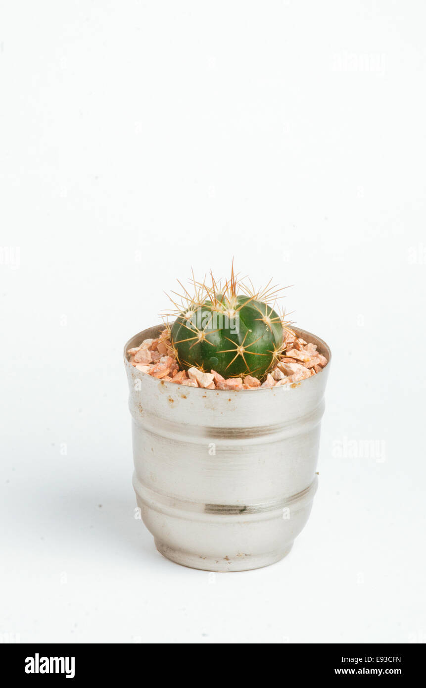 Detalles de desértico suculenta y plantas de cactus Foto de stock