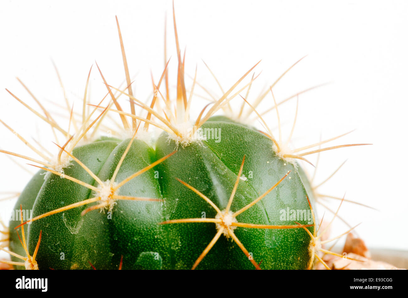 Detalles de desértico suculenta y plantas de cactus Foto de stock