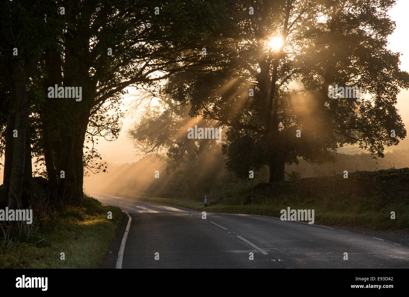 Niebla de la mañana a lo largo de una carretera rural, Inglaterra Foto de stock