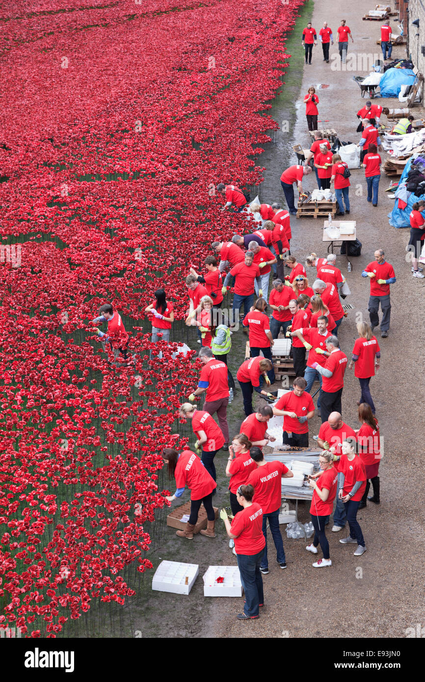 Los voluntarios trabajan en la I Guerra Mundial, el memorial de la porcelana amapolas en la Torre de Londres. Foto de stock