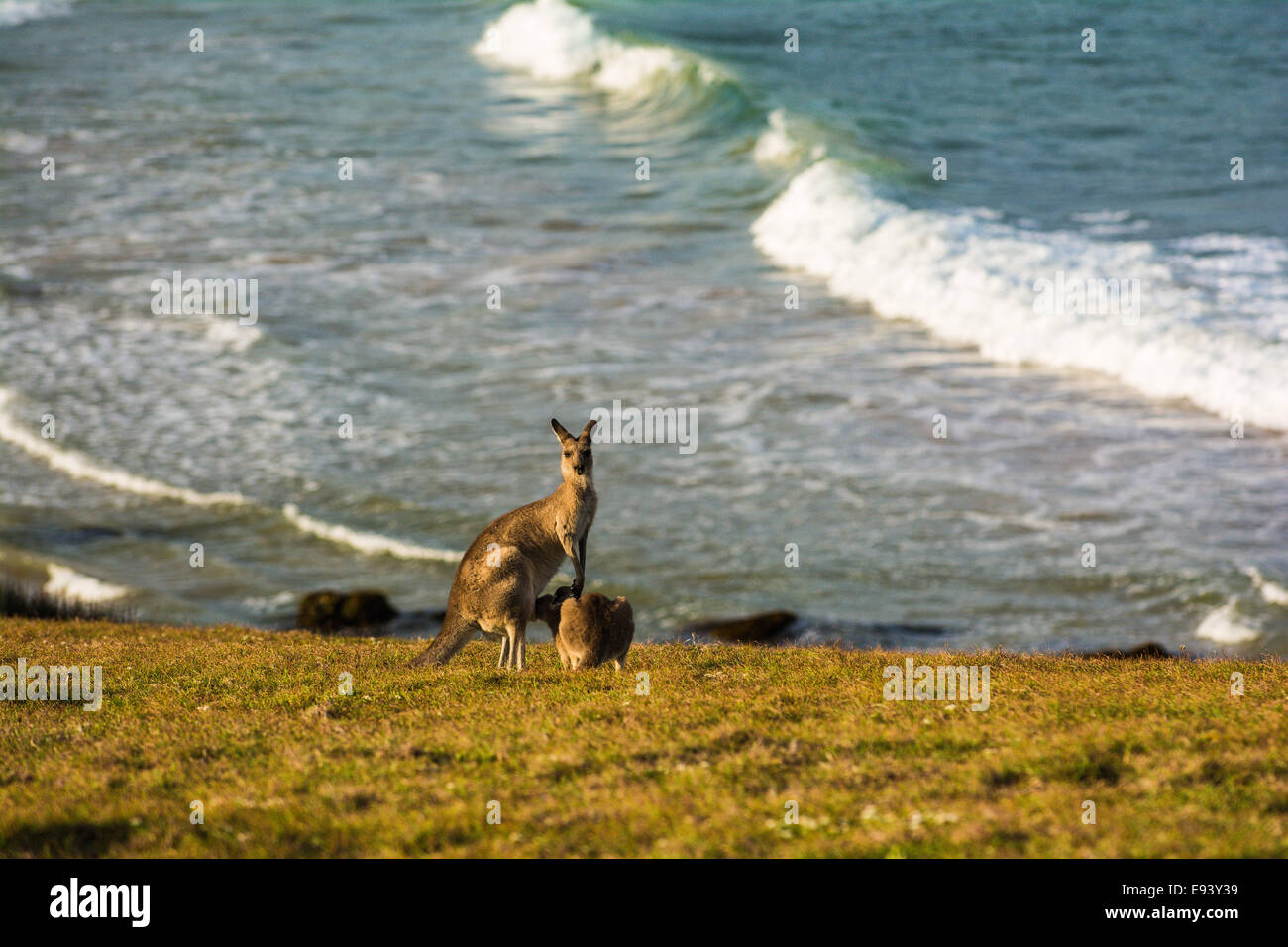 Canguros en gris oriental Mírame ahora Cabecera, Playa Esmeralda, Coffs Harbour, NSW, Australia Foto de stock