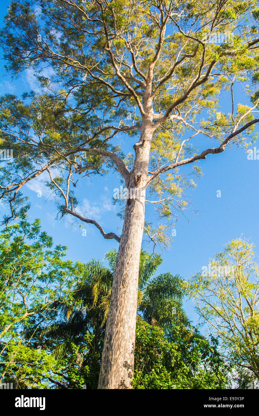 Spotted gum tree (Corymbia citriodora variegata), Mt. Cootha Botanic Garden, Brisbane, Queensland, Australia Foto de stock