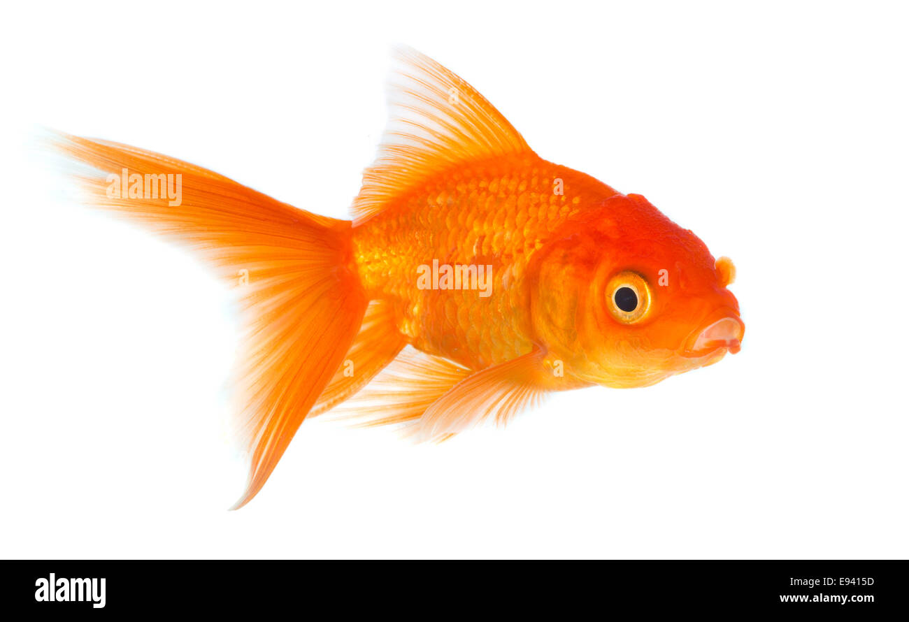 Gold Fish aislado sobre un fondo blanco. Foto de stock