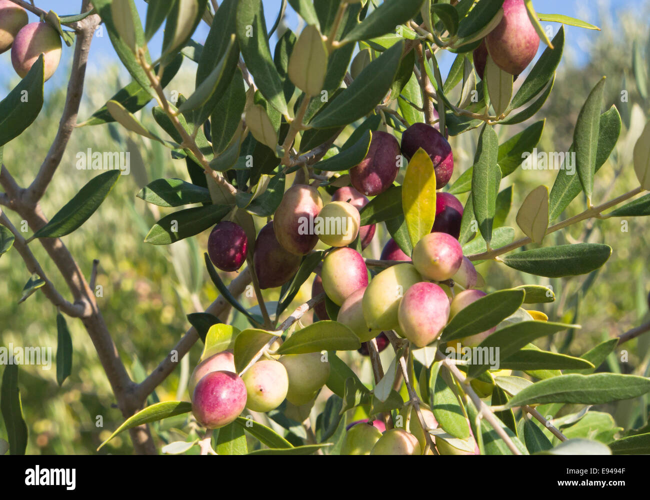 Cerca de maduración de las aceitunas en ramas de olivo, Mediterráneo  impresiones de verano, los viajes, la agricultura y la alimentación  Fotografía de stock - Alamy