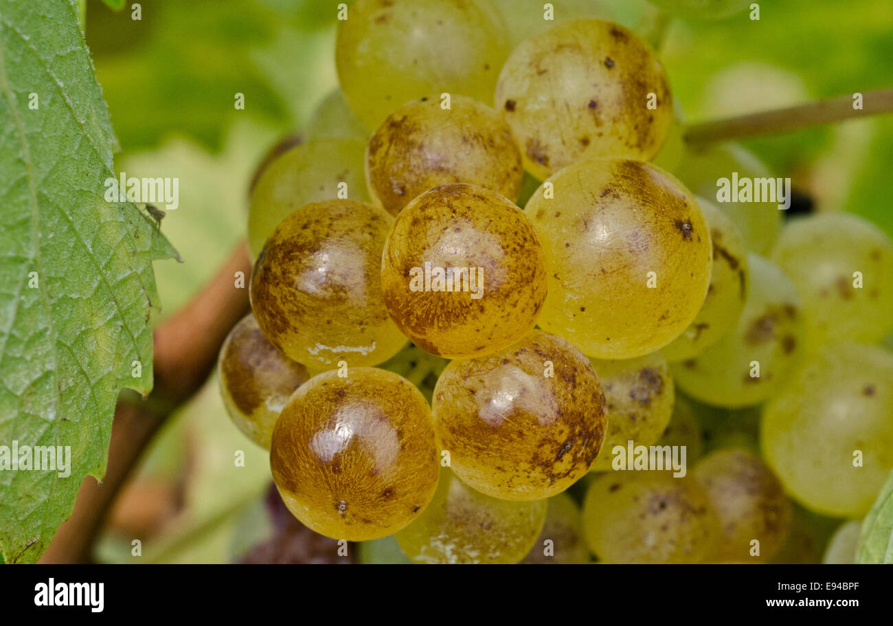 Italia,panorama de viñedos de Piamonte LangheRoero y Monferrato en la