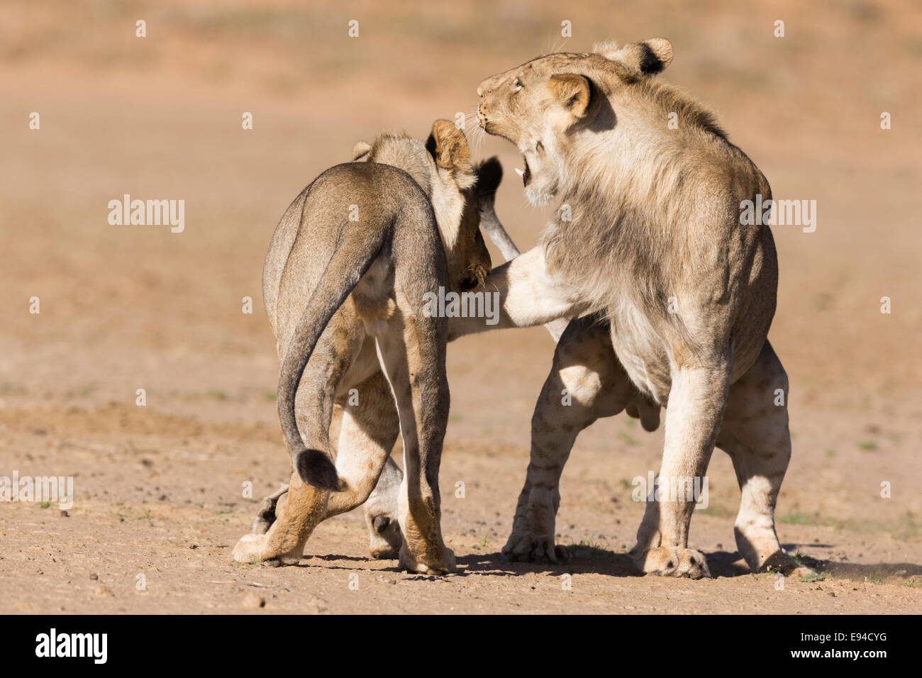 Reproducirfull jóvenes leones el parque transfronterizo Kgalagadi Foto de stock