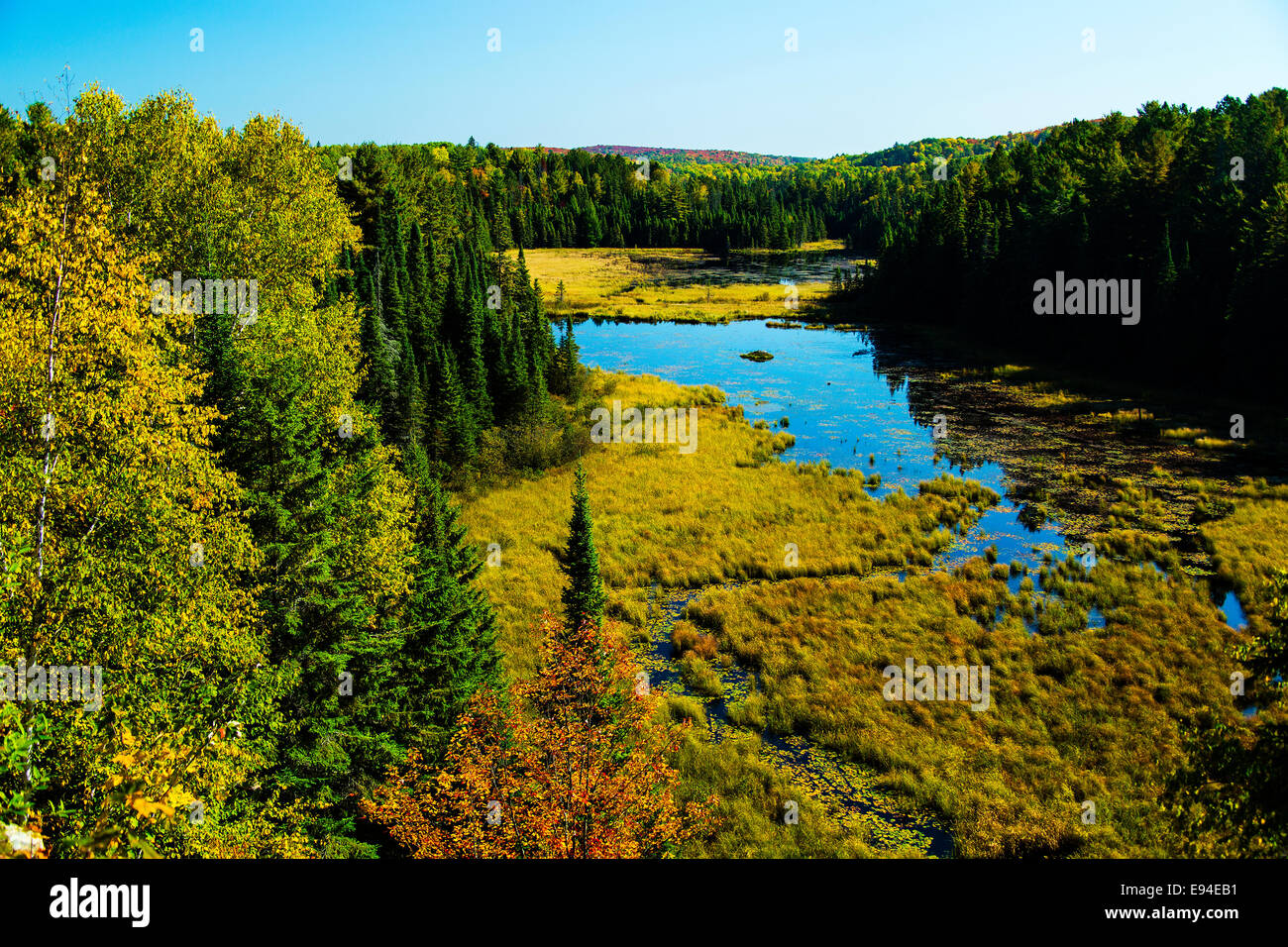 El Algonquin Provincial Park Beaver Pond Trail colores de otoño. En Ontario, Canadá Foto de stock