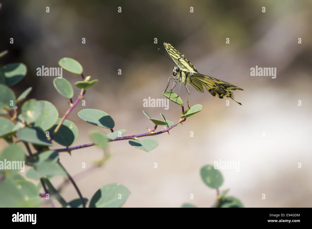 La especie Papilio machaon, Foto de stock