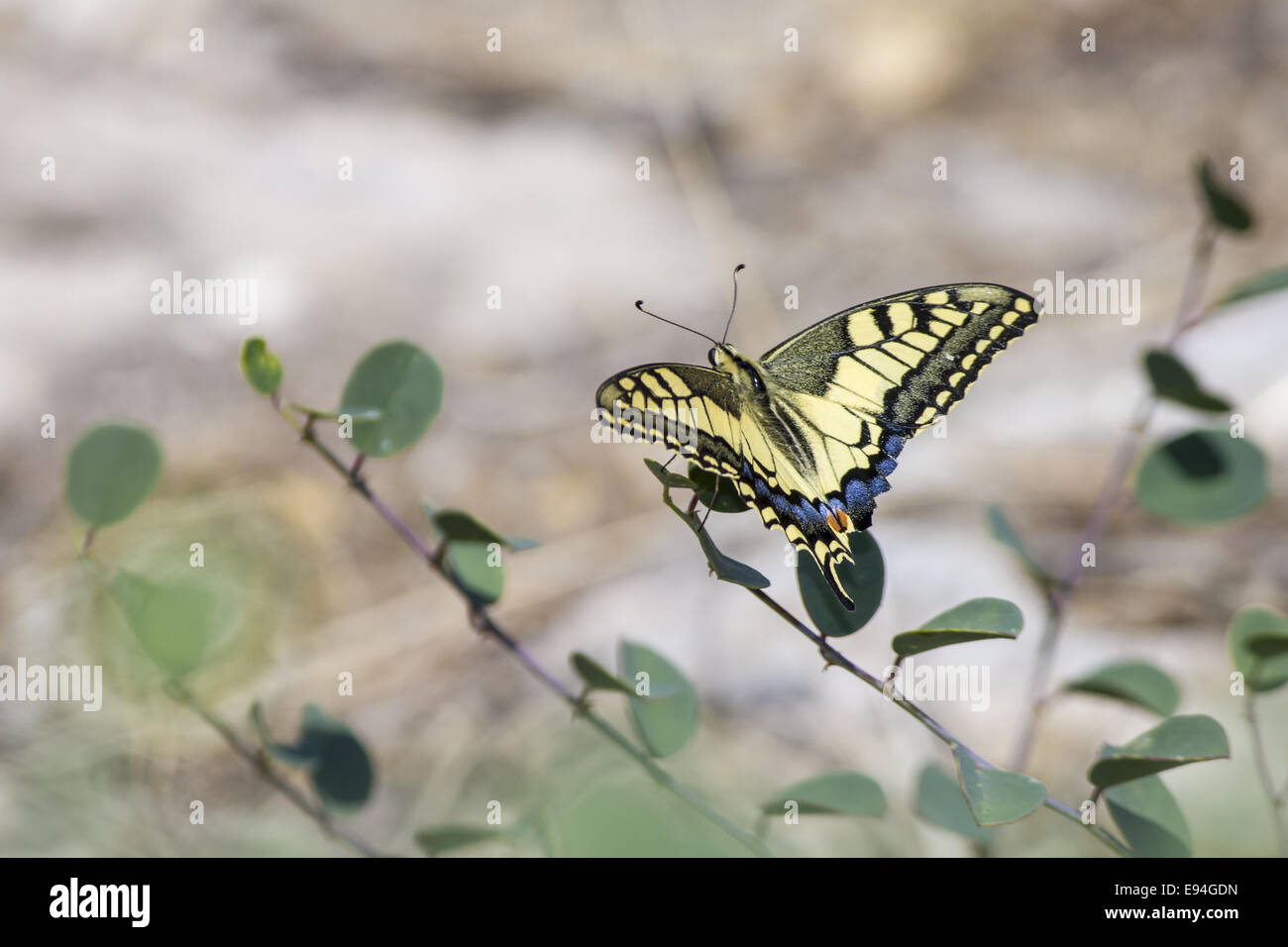 La especie Papilio machaon, Foto de stock