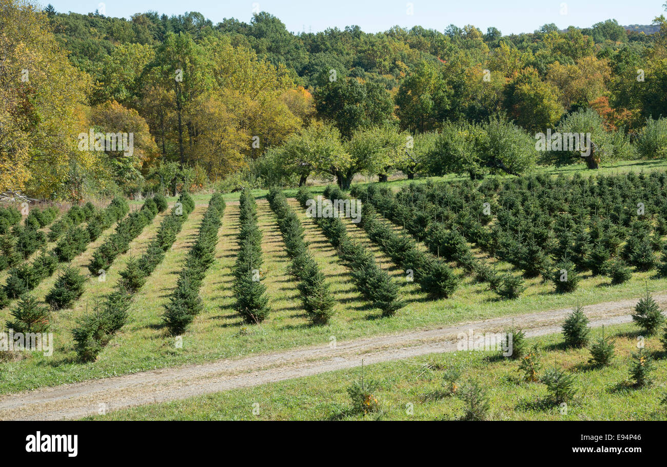 Árboles de Navidad creciendo en una granja en el estado de Nueva York EE.UU Foto de stock