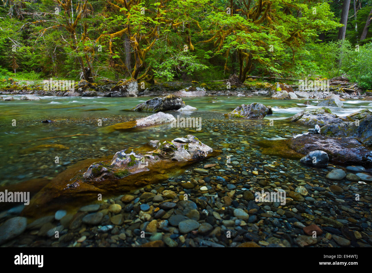 North Fork Skokomish River, escalera, Olympic National Park, Washington, EE.UU. Foto de stock
