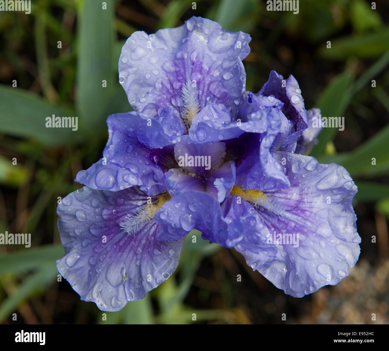 Púrpura Iris con gotas de lluvia Foto de stock
