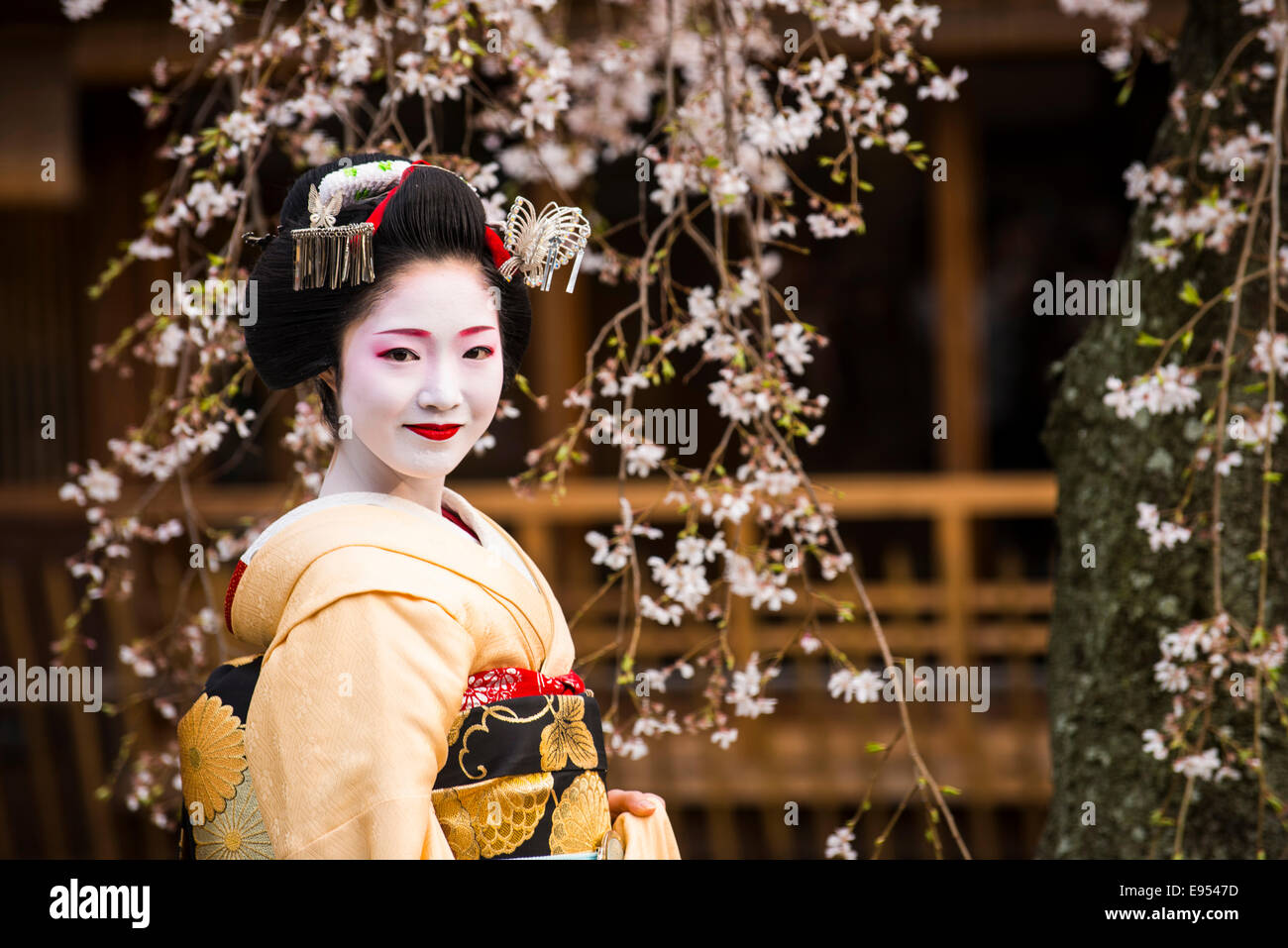 Geisha en frente de una floración de cerezo en el trimestre Geisha Gion, Kioto, Japón Foto de stock