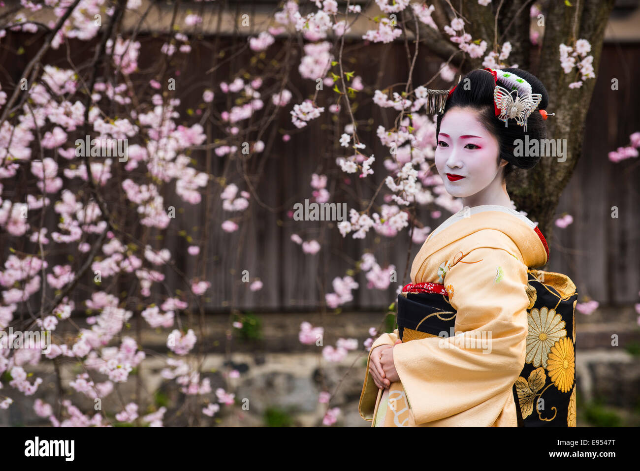 Geisha en frente de una floración de cerezo en el trimestre Geisha Gion, Kioto, Japón Foto de stock