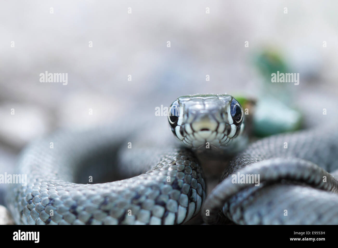 Culebra (Natrix natrix), joven animal, Kliekener aue, Sajonia-Anhalt, Alemania Foto de stock