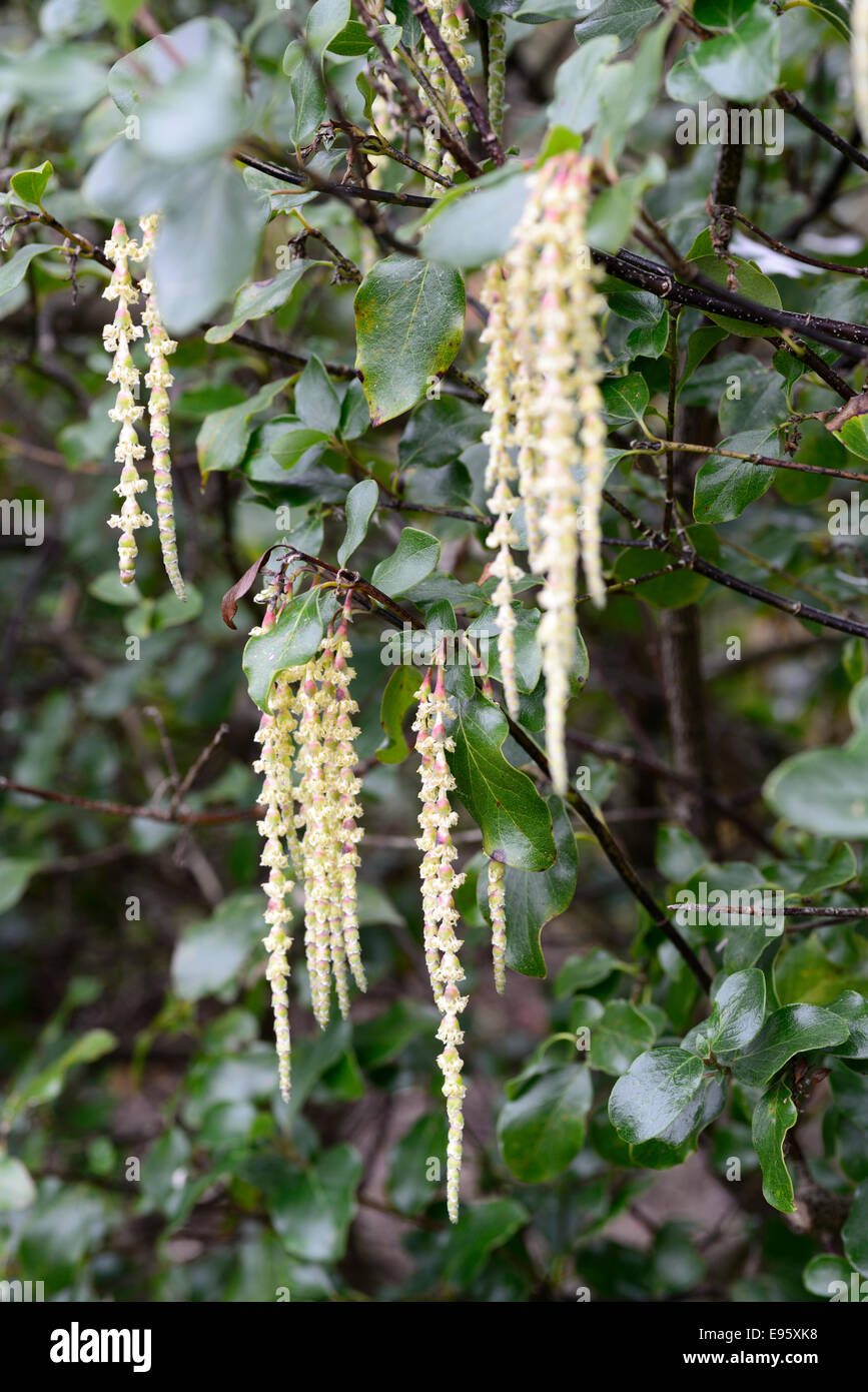 Garrya x issaquahensis glasnevin vino amentos borla resorte de cepillo  closeup planta retratos rojo arbustos amentos colgantes Fotografía de stock  - Alamy