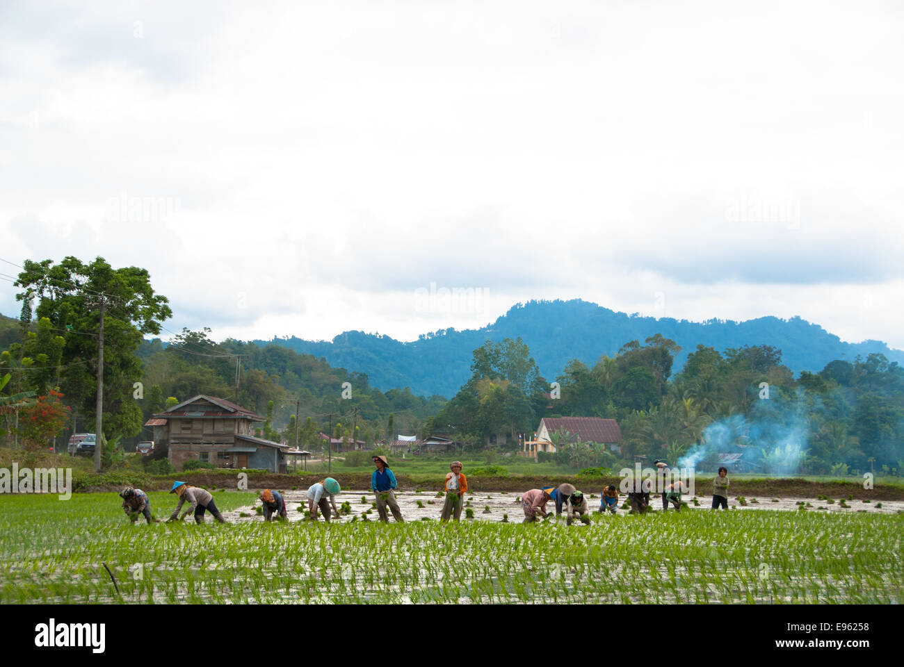 Las personas que trabajan en arrozales en Kete kesu Sulawesi, Indonesia Foto de stock