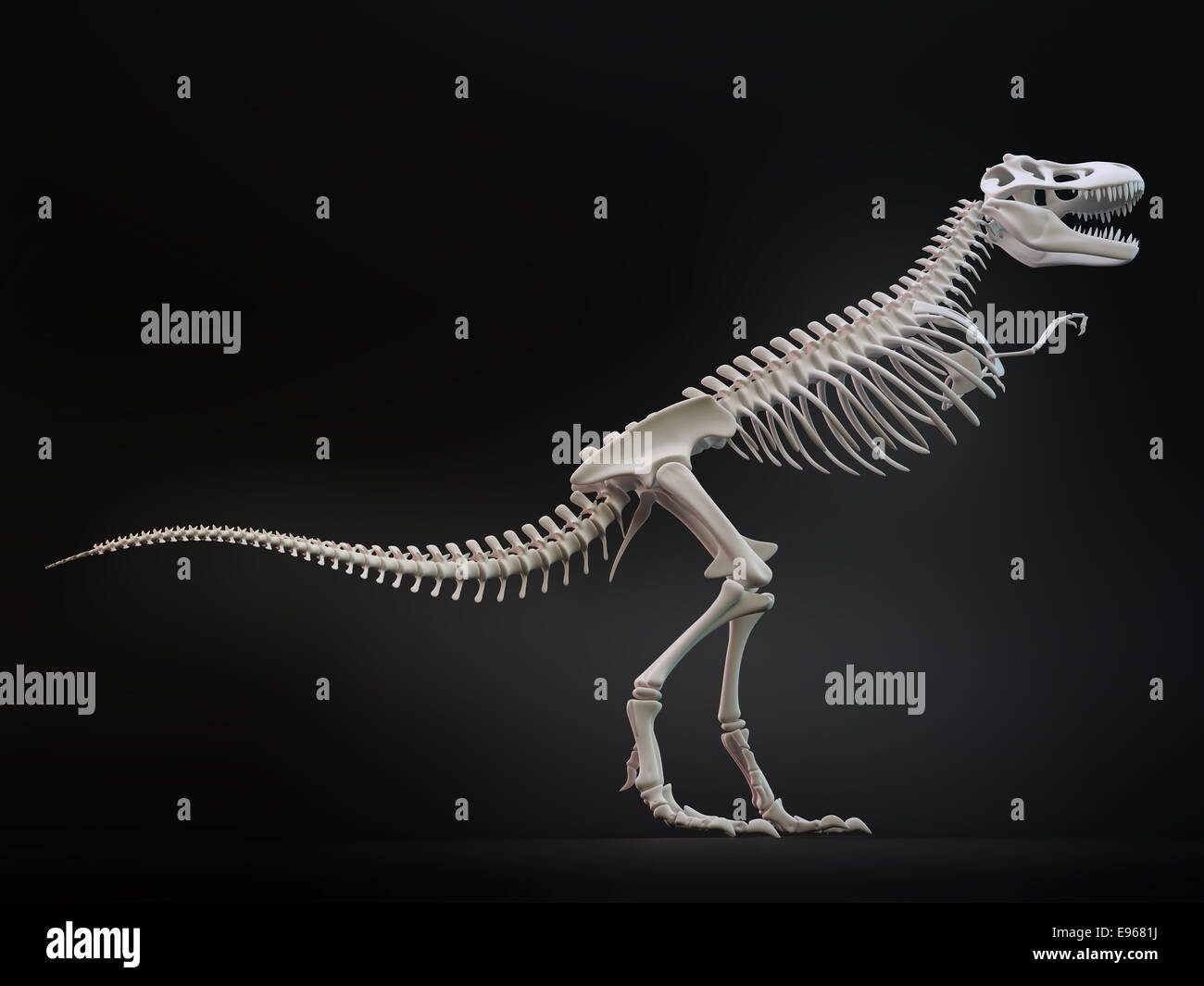 Tyrannosaurus rex, gran dinosaurio carnívoro, el esqueleto. Foto de stock