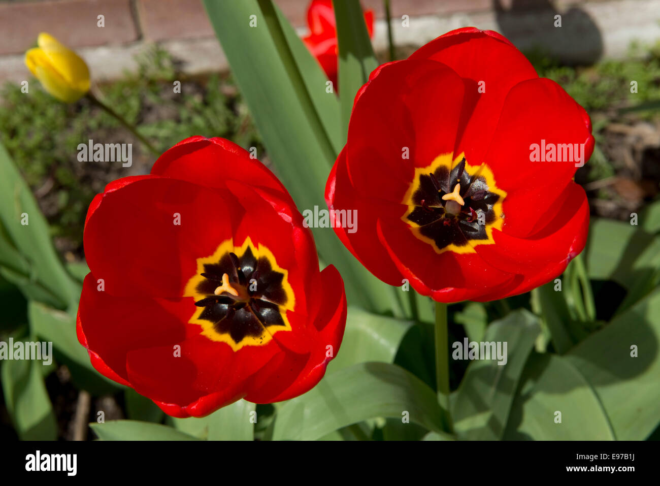Flores en primavera tulipanes rojos Foto de stock