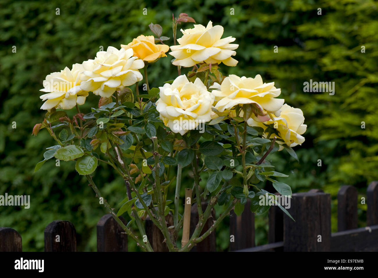 Una fragante rosa amarilla estándar 'Arthur Bell' en flor Foto de stock