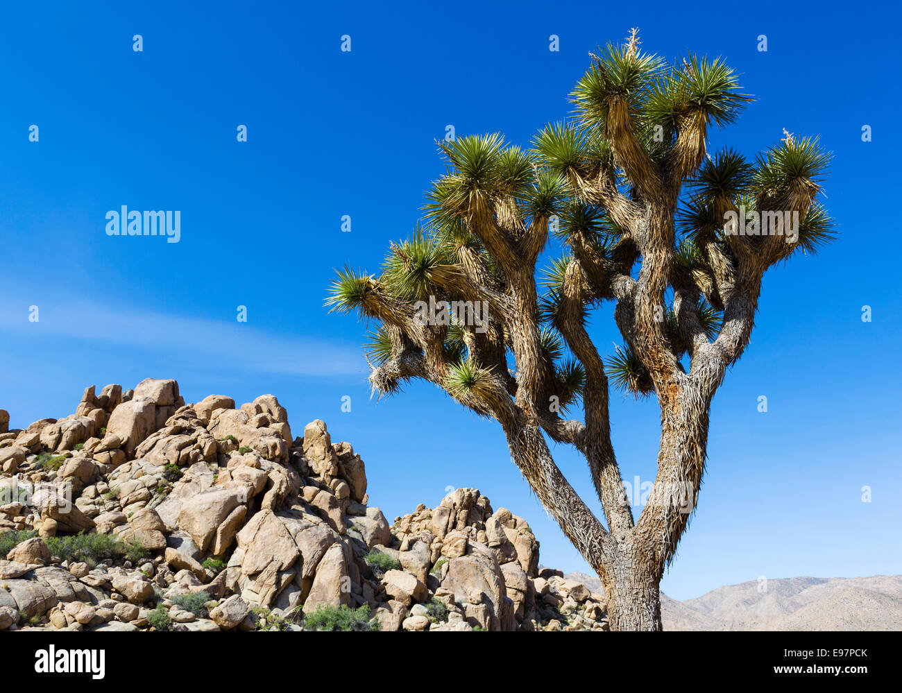 Joshua Tree (Yucca brevifolia) a lo largo de Park Boulevard en el Parque Nacional Joshua Tree, el condado de San Bernardino, en el sur de California, EE.UU. Foto de stock
