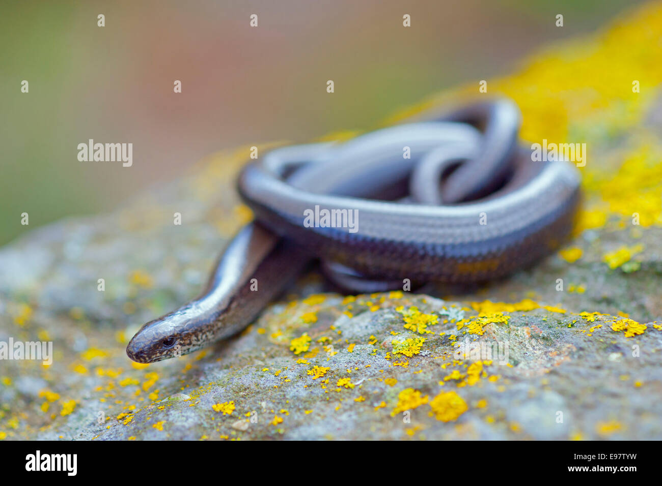 Gusano lento "Sanguis fragilis en rocas cubiertas de líquenes Foto de stock