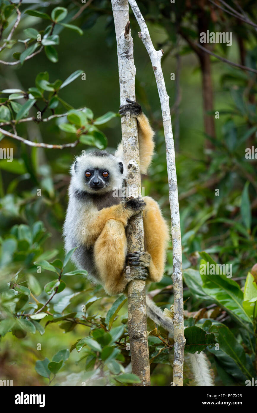 Lemur,Diademed sifaka,Propithecus diadema,Vakôna Forest Lodge, Andasibe, Madagascar Foto de stock
