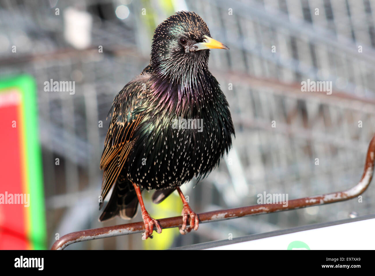 Starling macho adulto, donde se posan sobre un bastidor metálico. Foto de stock