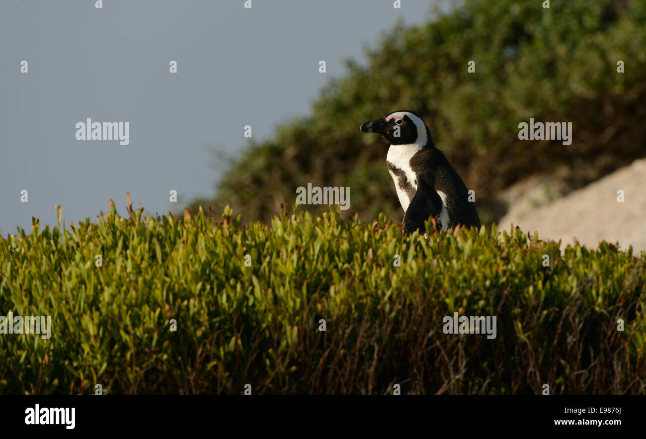 De pingüinos africanos (Spheniscus demersus) en el paseo, en una playa cerca de Ciudad del Cabo, en Sudáfrica. Foto de stock
