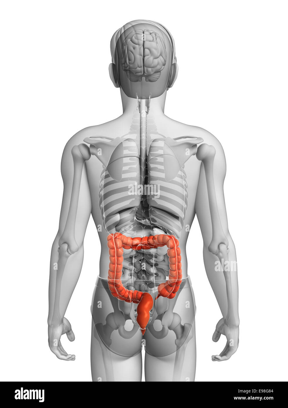 Ilustración de la Anatomía del intestino delgado macho Foto de stock