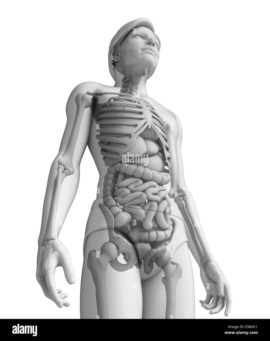Ilustración del sistema digestivo masculino Foto de stock