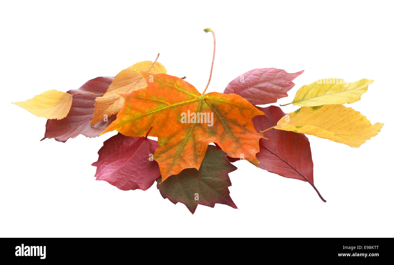 Montón de otoño colorido y caen las hojas de una variedad de árboles en oro amarillo, naranja, morado, marrón y rojo mostrando el cambio de las estaciones y el ciclo de vida de las hojas, aislado en blanco Foto de stock