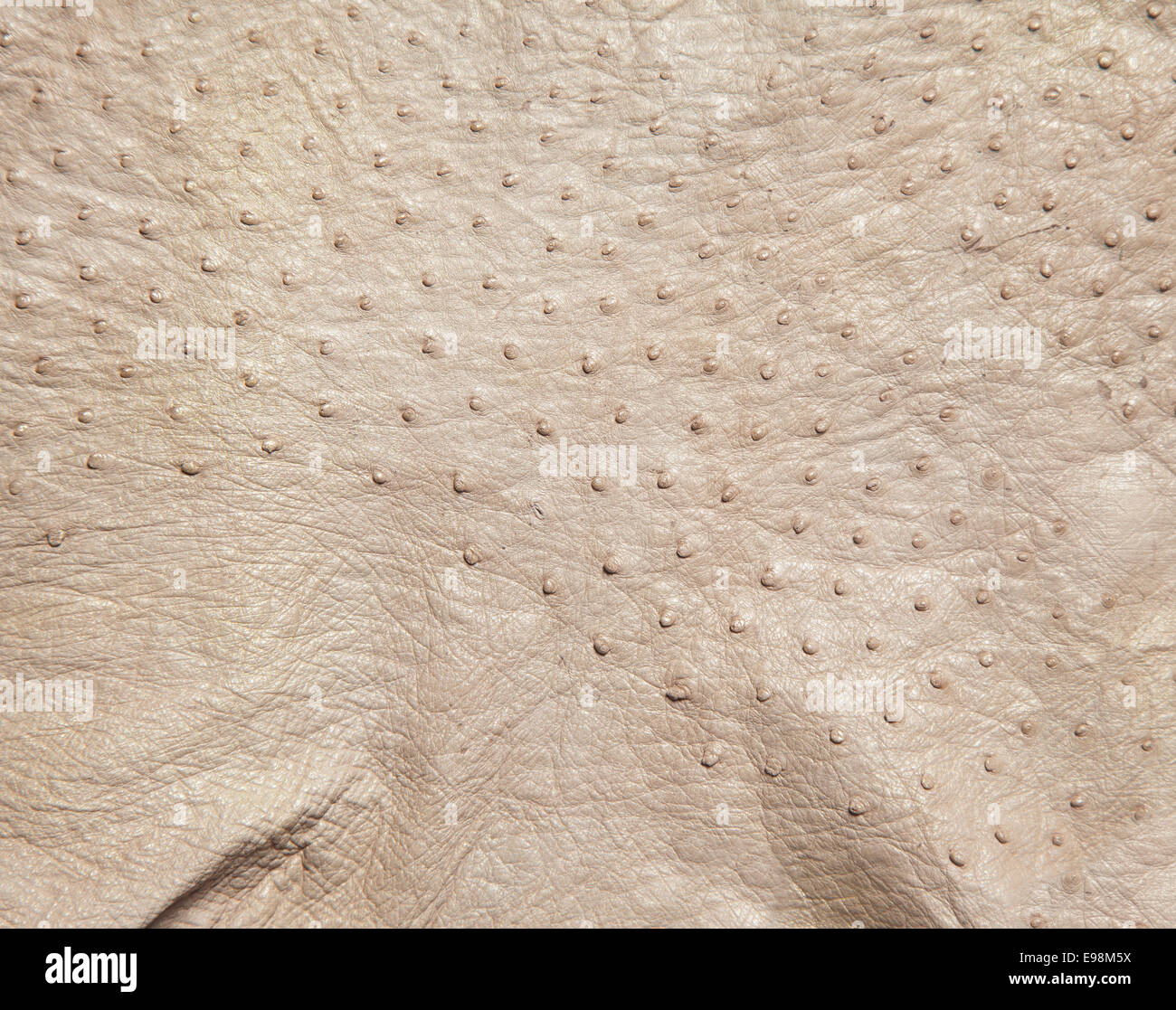 Antecedentes de curtido de cuero de avestruz color beige teñidos mostrando planteadas solapas donde las tapas se adjunta. Foto de stock