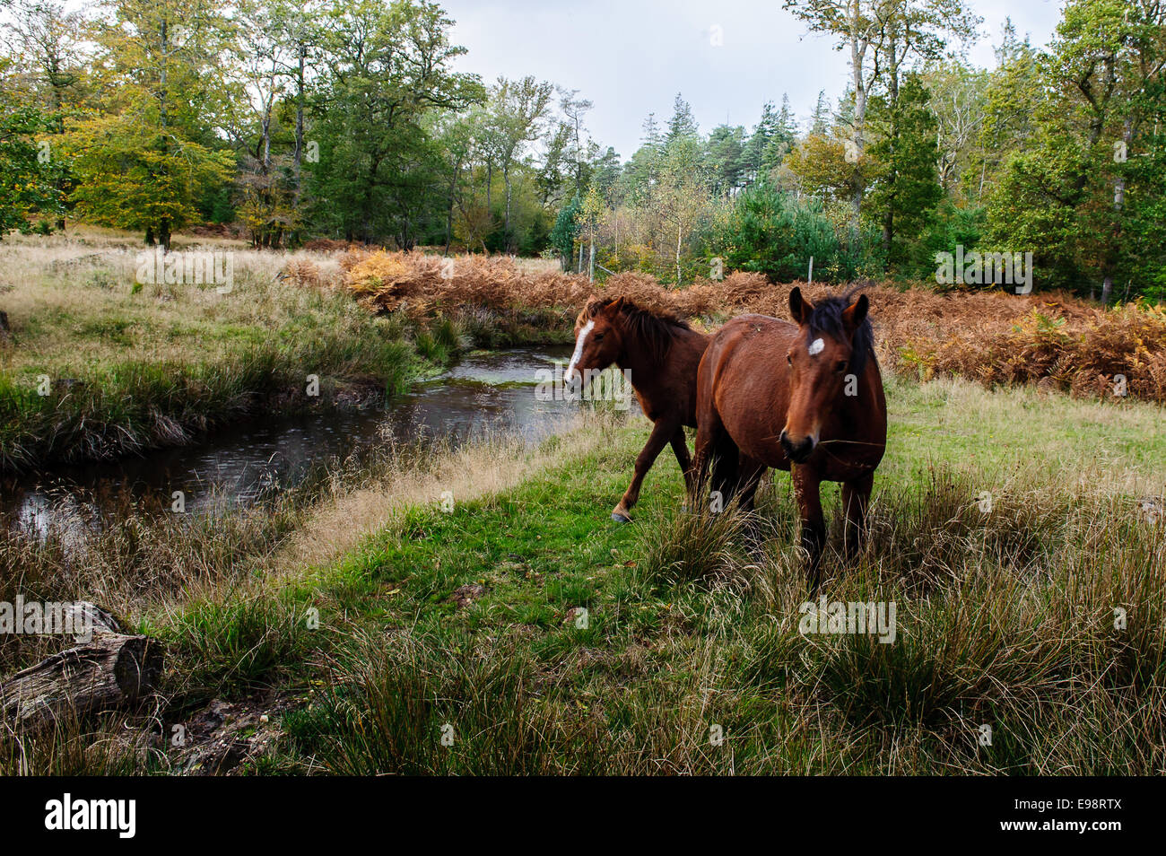 Nuevo bosque UK un hermoso comienzo para el día fabuloso luz dorada en