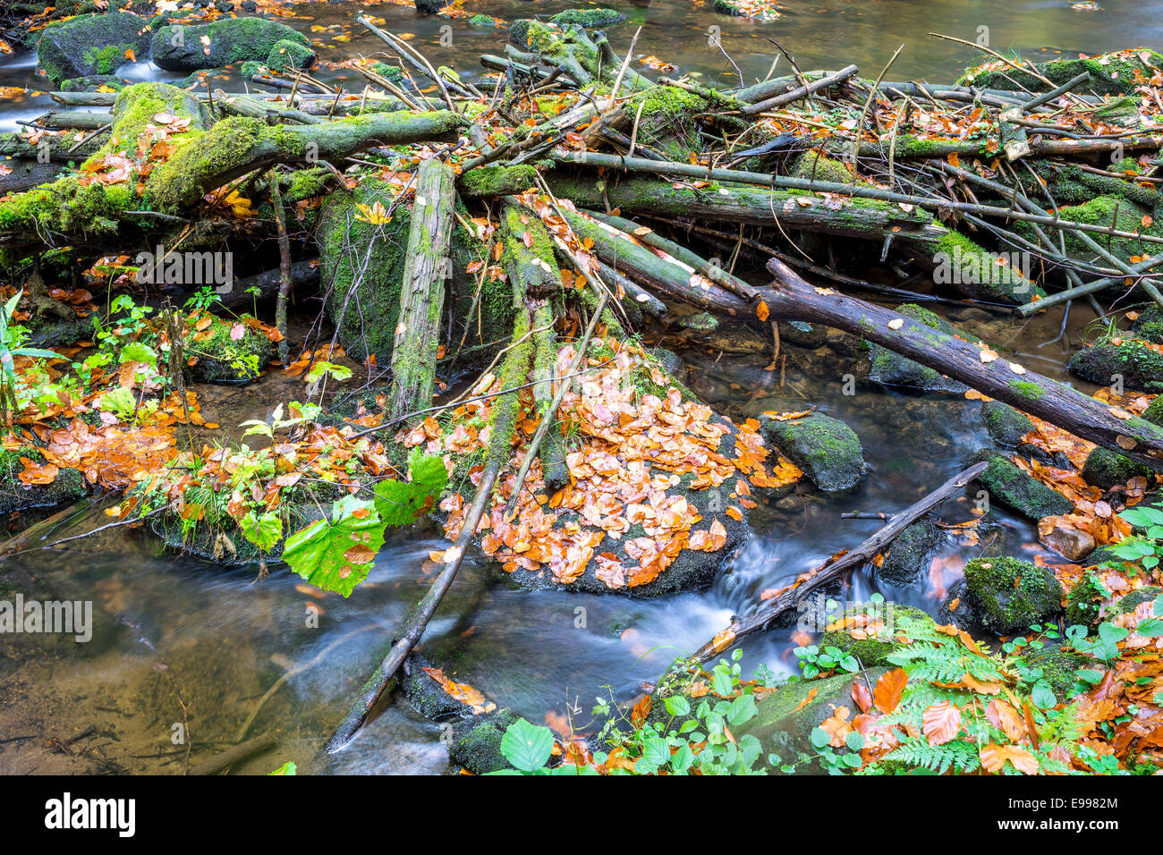 Mossy desechos de madera en el lecho del río Foto de stock