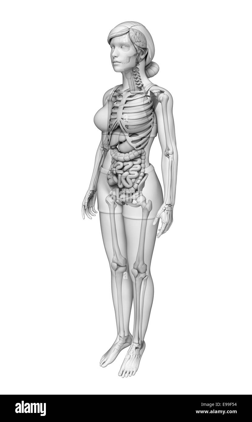 Ilustración del sistema digestivo femenino Foto de stock