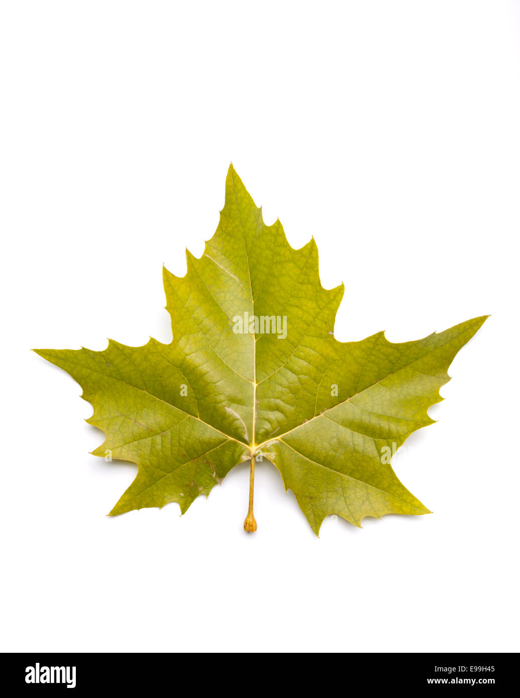 Otoño sycamore leaf Foto de stock