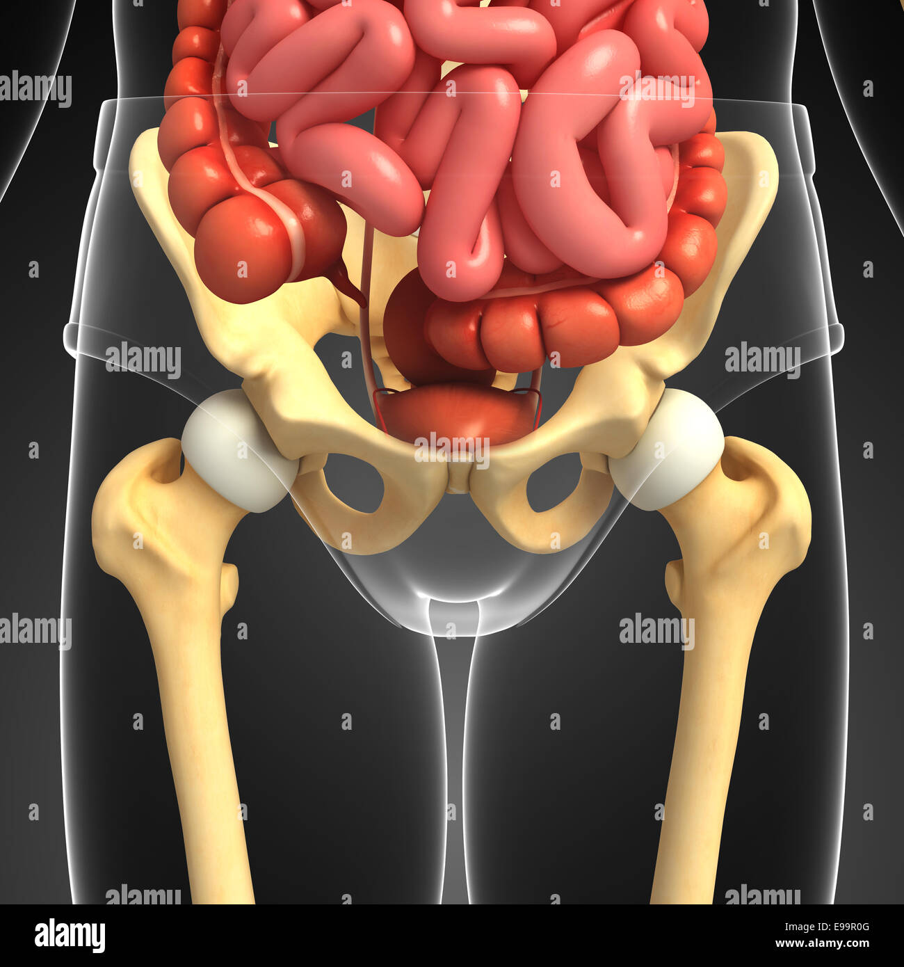 Ilustración de cintura pélvica ilustraciones Fotografía de stock - Alamy