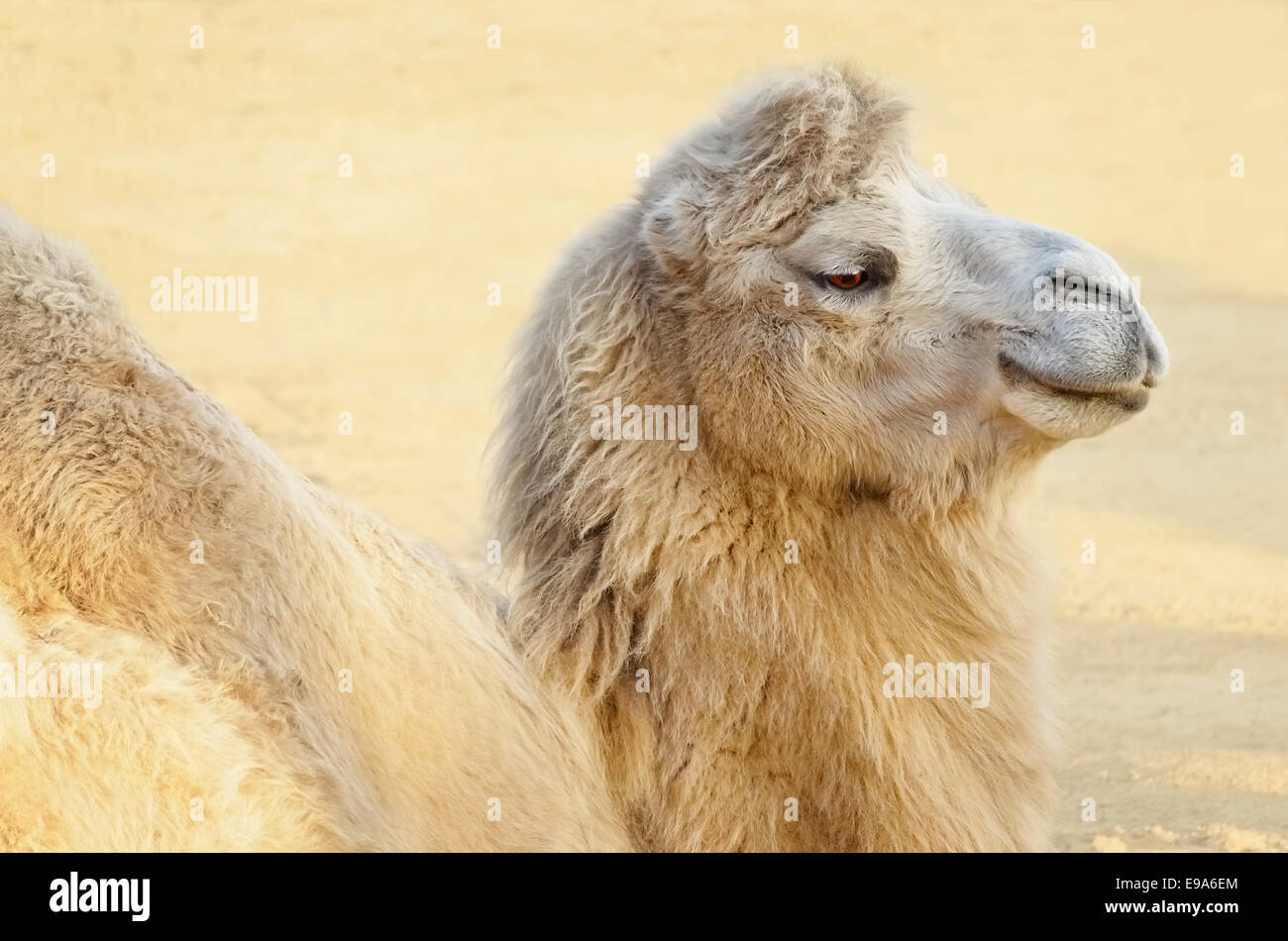 Camello Foto de stock