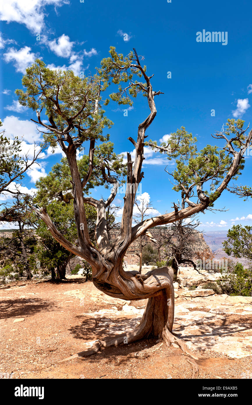 Pinus longaeva, por su nombre común de cerdas de pino de cono o Inter-Mountain Pine puede vivir hasta 5000 años. Foto de stock