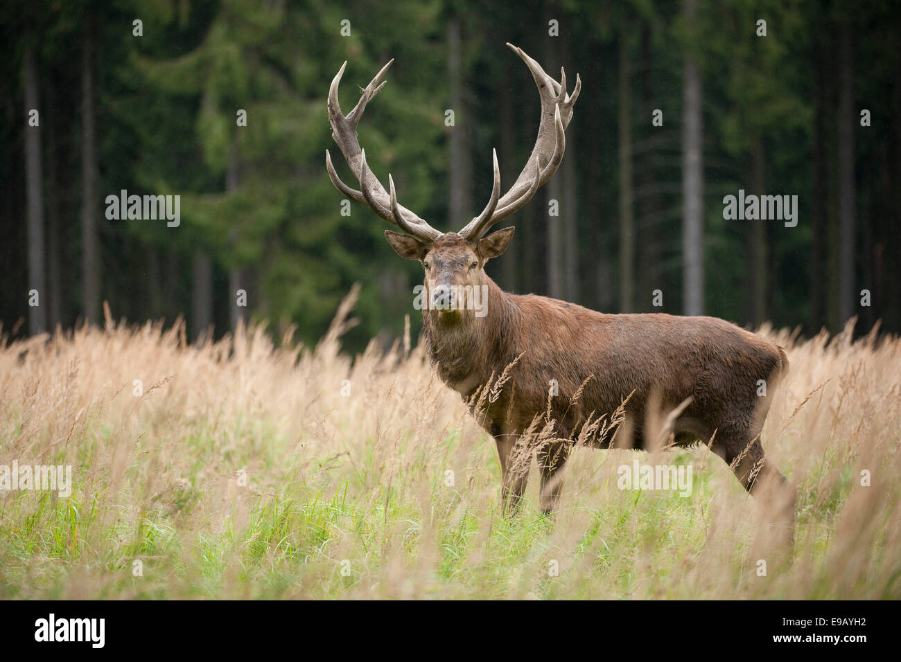 Ciervo rojo (Cervus elaphus), Stag, cautiva, Sajonia, Alemania Foto de stock